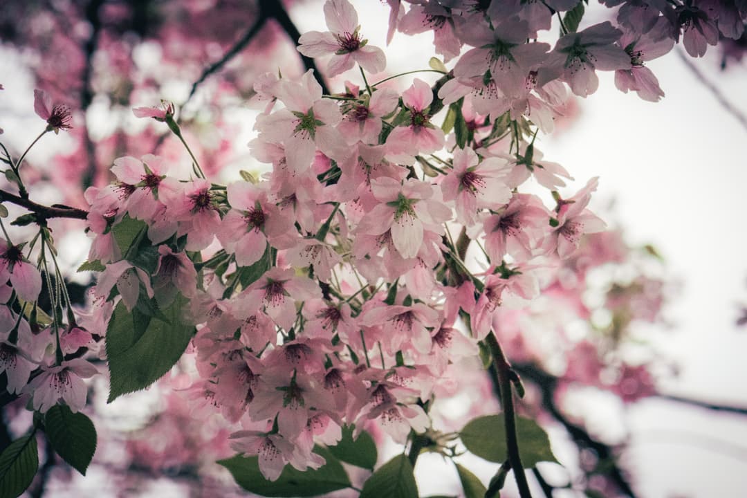 uw cherry blossoms