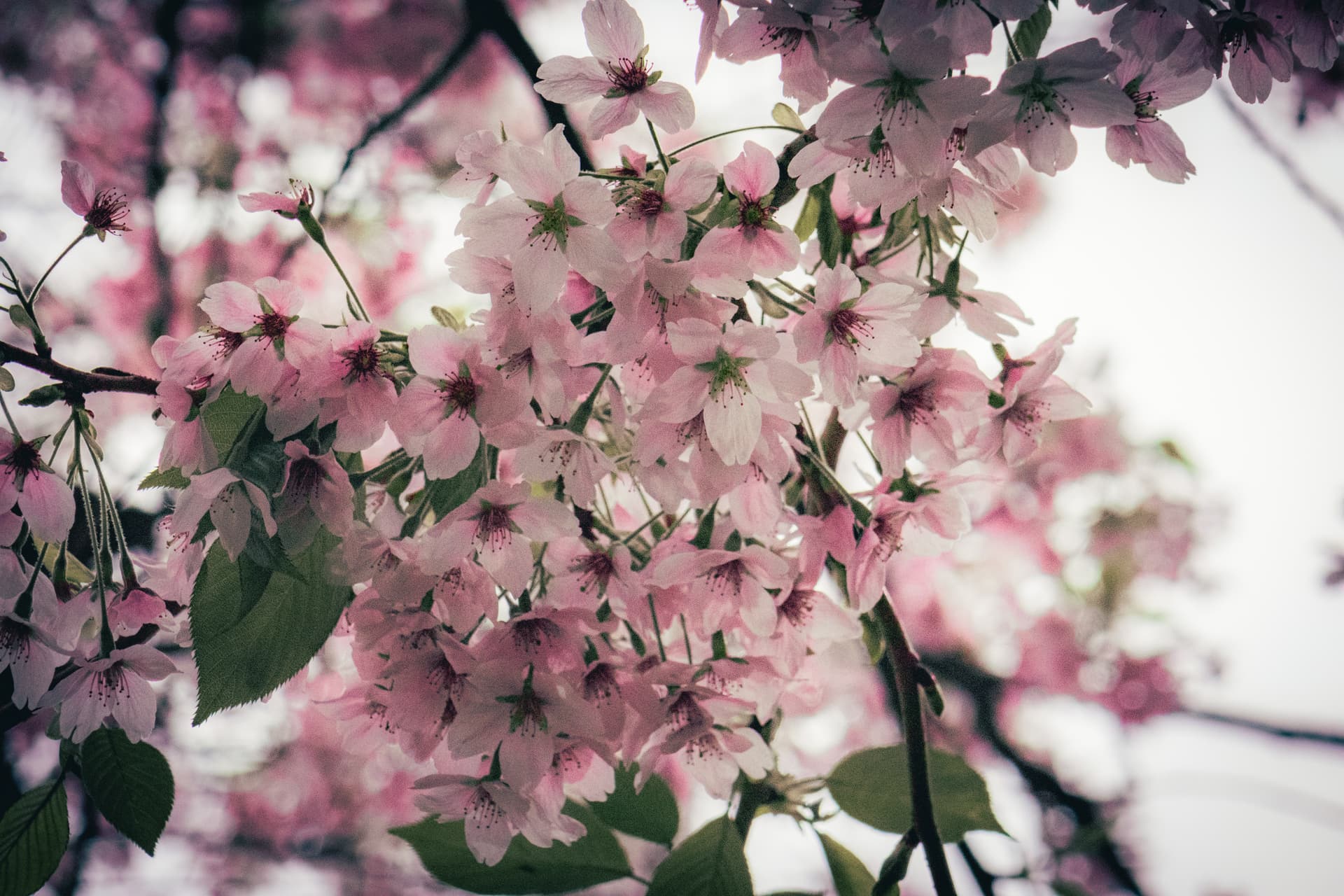 cherryblossoms